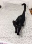 Ziggy (7)